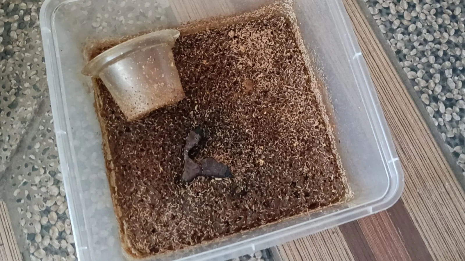 Budidaya Maggot